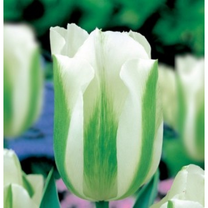 Tulpes agrās GREEN SPIRIT 11/12 50gab