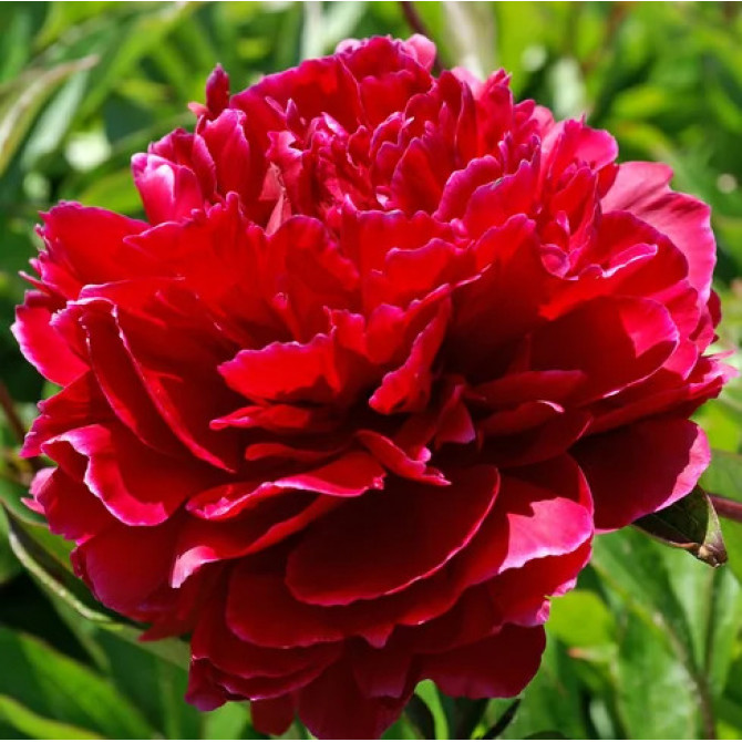 Peonijas Red Sarah Bernhardt 2/3 4gab