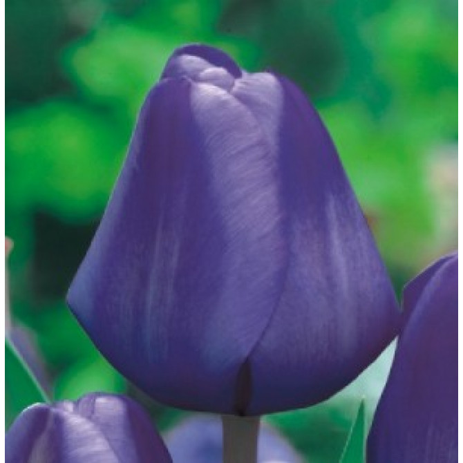 Tulpes triumfa gr. BLUE 10/11 50gab