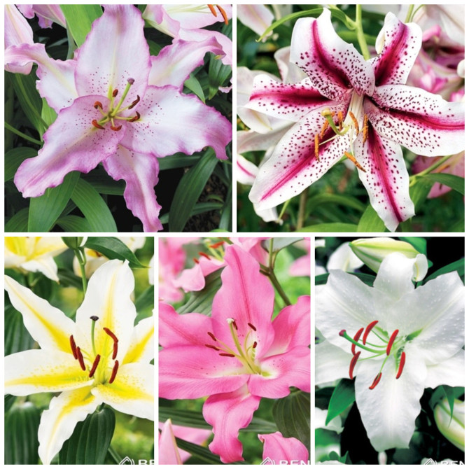 Lilijas Austrumu Izlase Nr.2 18/20 80gab