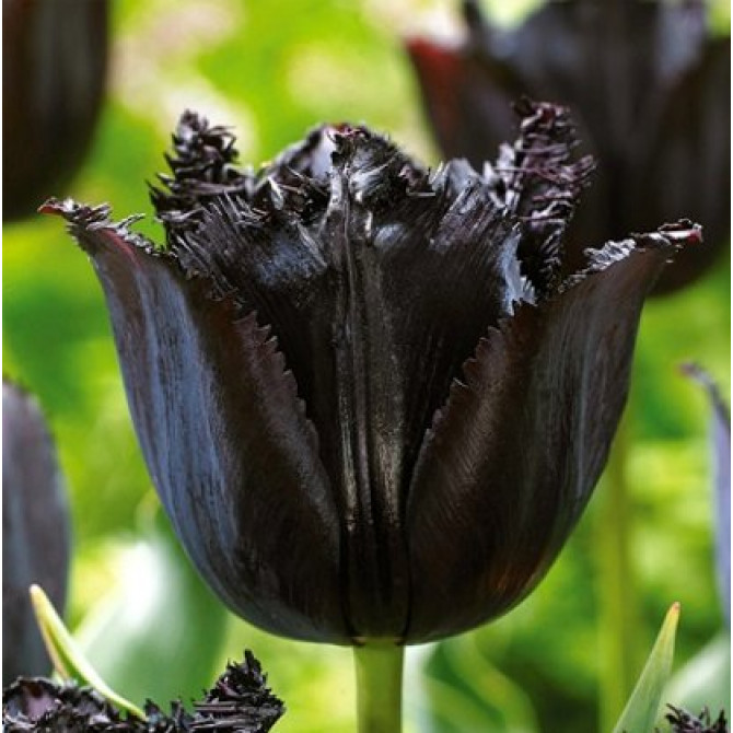 Tulpes bārkšziedu FRINGED BLACK 11/12  30gab