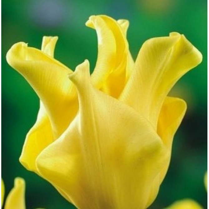 Tulpes kolekcionāra sapnis YELLOW CROWN 11/12 30gab