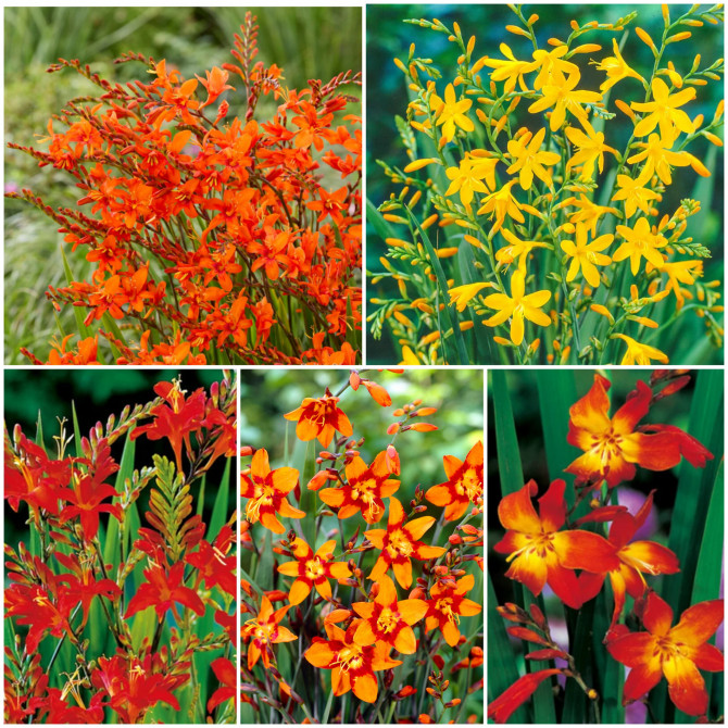 Krokosmijas jeb montbrēcijas Izlase 6/+ 250gab