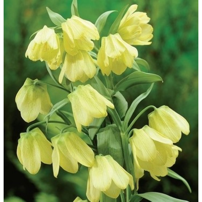Fritilārija  PALLIDIFLORA  14/16 6 gab