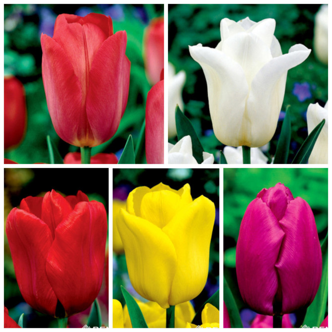Tulpes Triumfa gr. Izlase NR.4, 12/+250gab 