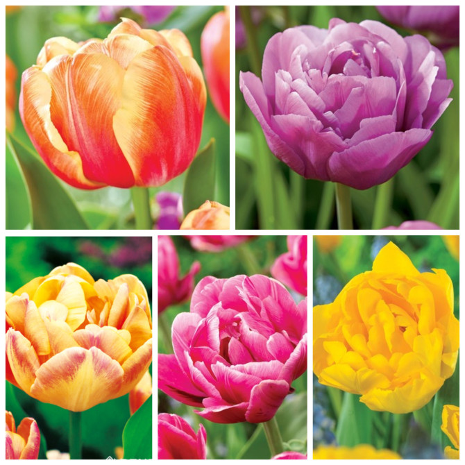 Tulpes pildītas 10 izlase 150gb