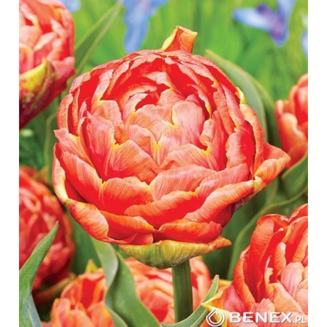 Tulpes pildītas Orange Flavour 11/12 30gb