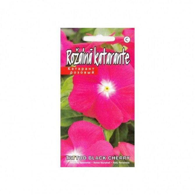 Katarante Tatto Black Cherry 10s