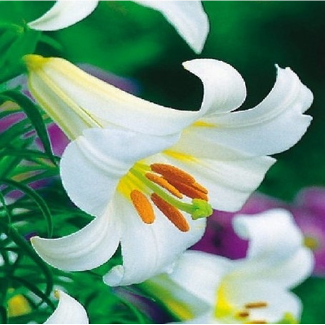 Trompetlilijas Regale Album 18/20 14gab