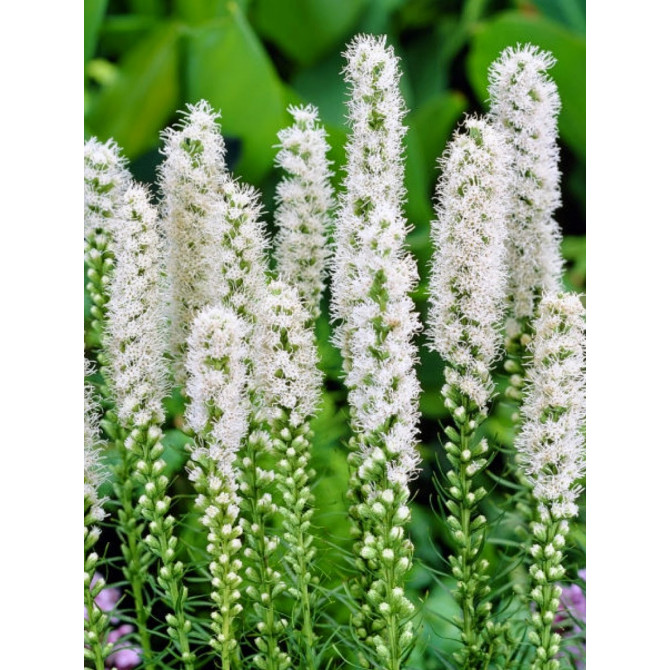 Liatres BALTAS 10/12 100gab