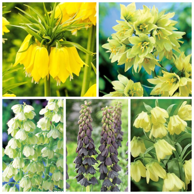 Fritilārijas KOLEKCIONĀRA Izlase 20/+  30gab