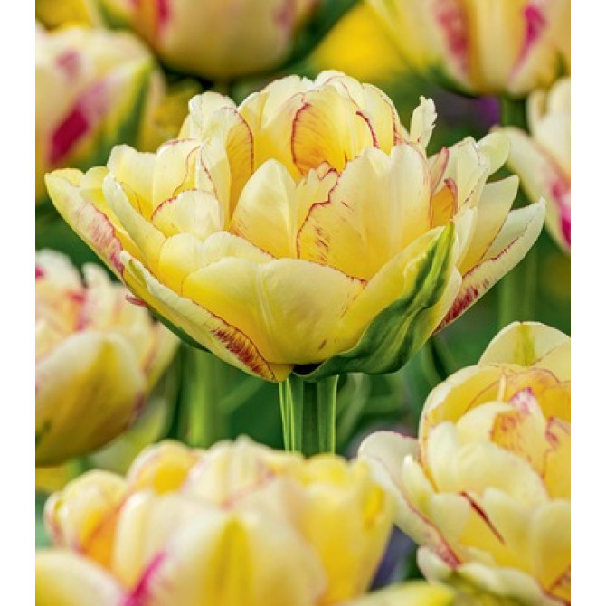 Tulpes pildītas Double Shake 11/12 30gb