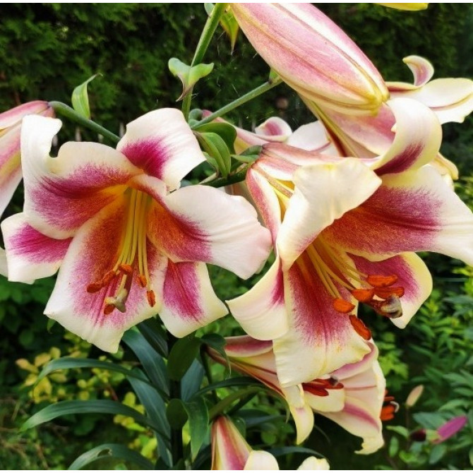 Lilijas OT hibrīds Passion Moon 18/20 16gab