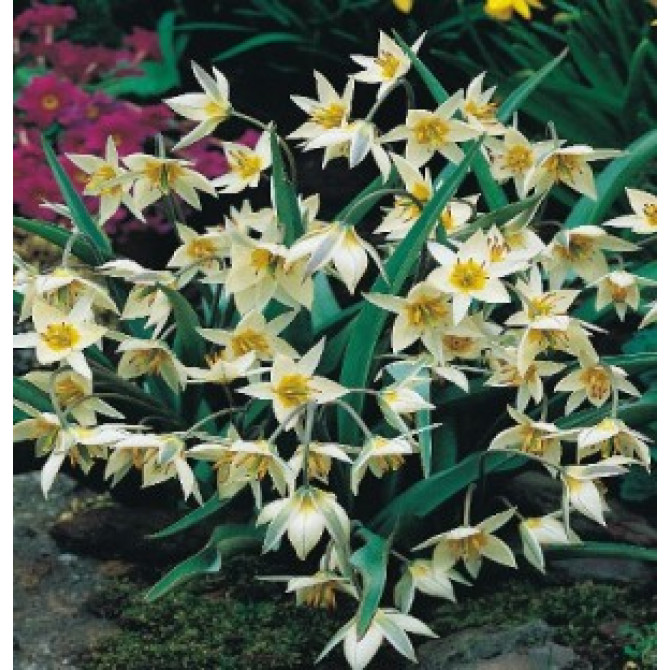 Tulpes botāniskās TURKESTANICA 7/8 100gab