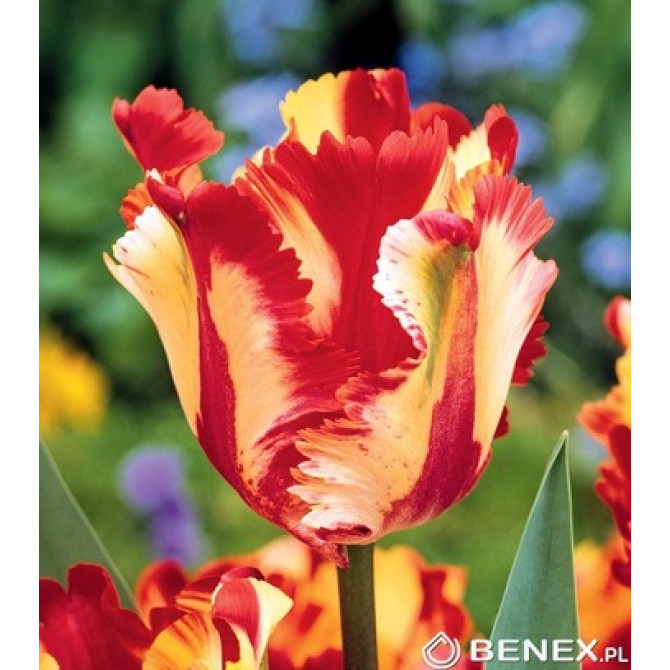 Tulpes papagaiļziedu Flaming Parrot 11/12 30gab