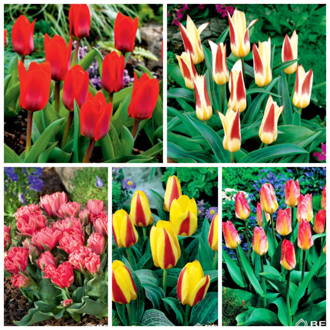 Tulpes zemās Kaufmaņa gr. 10/11 5šķ. 250gab