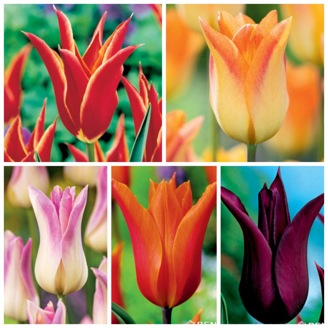 Tulpes lilijziedu izlase NR.1, 11/12 125gab