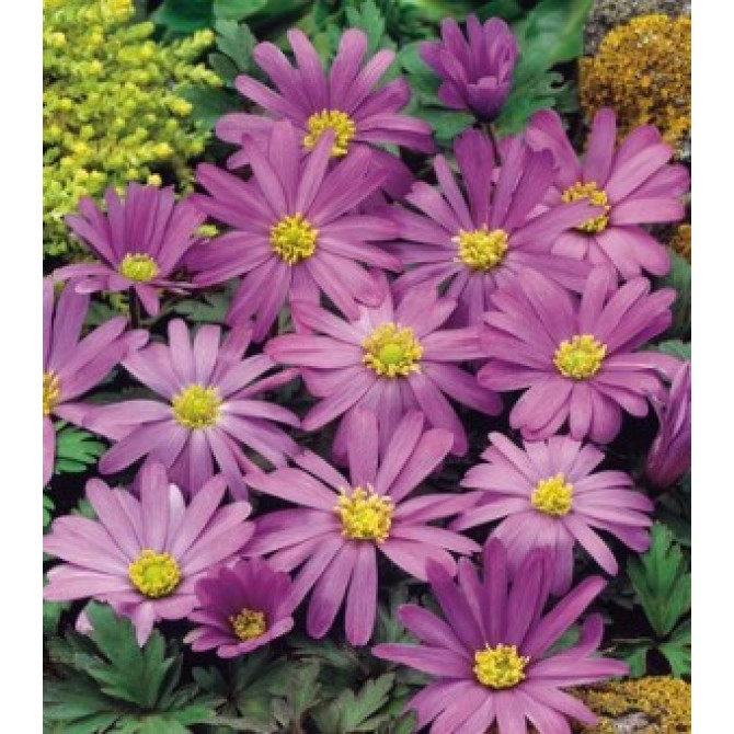 Anemones Zawilec Blanda Violet Star 5/+ 100 gab