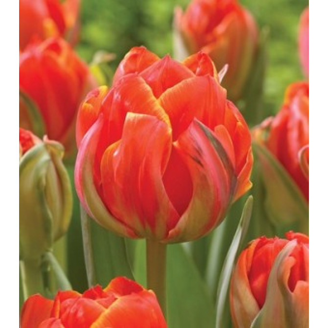 Tulpes Queensday 11/12 50 gab