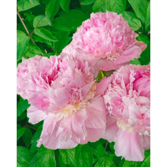 Peonijas Angel Cheeks 2/3 4gab