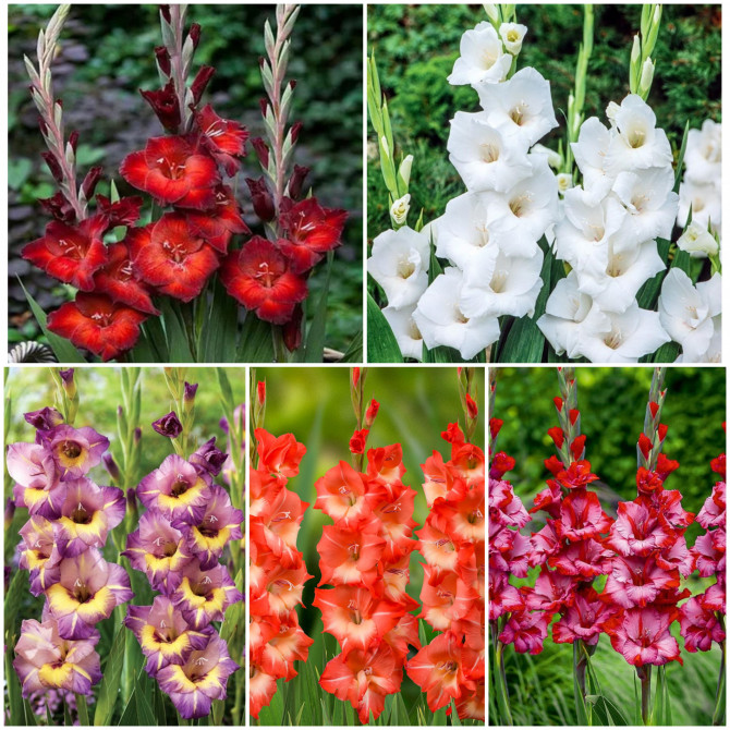 Gladiolas Izlase Bambino Nr.10 12/14, 5šķ. 300gab