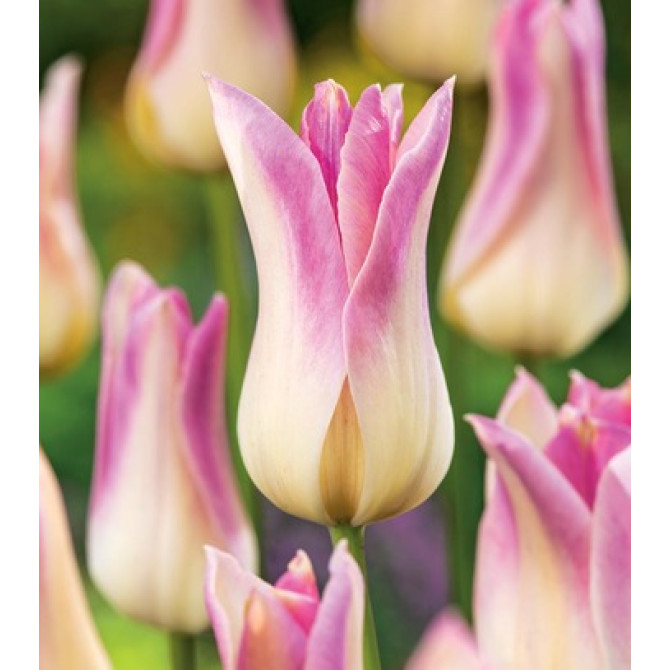Tulpes lilijziedu ELEGANT LADY 11/12 50gab