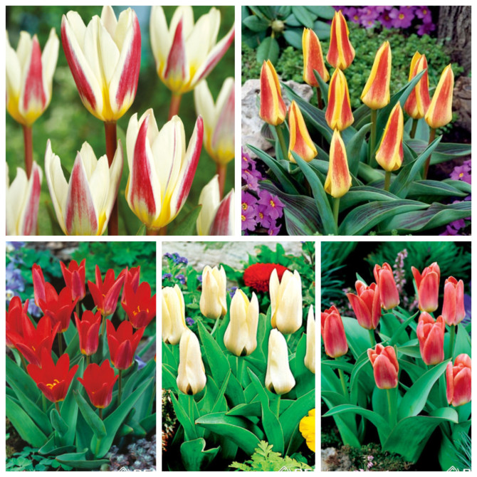 Tulpes zemās Izlase 10/+ 5šķ. 125gab