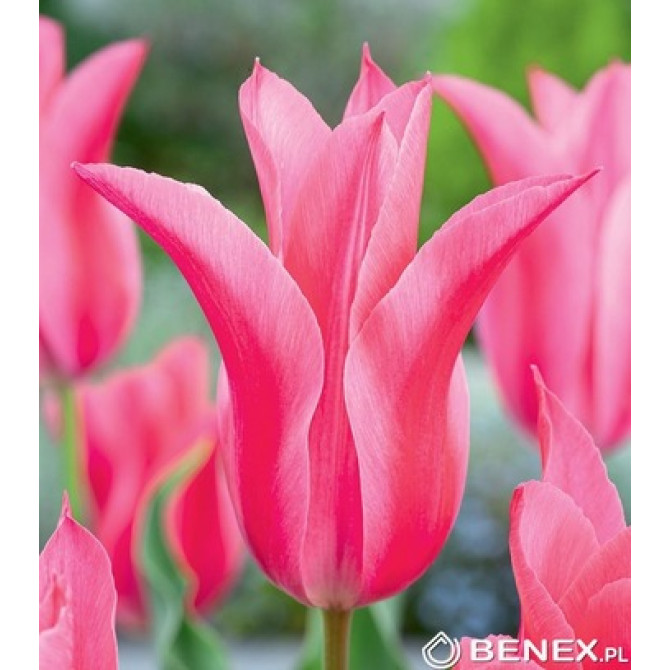 Tulpes lilijziedu MARIETTE 11/12 50gab