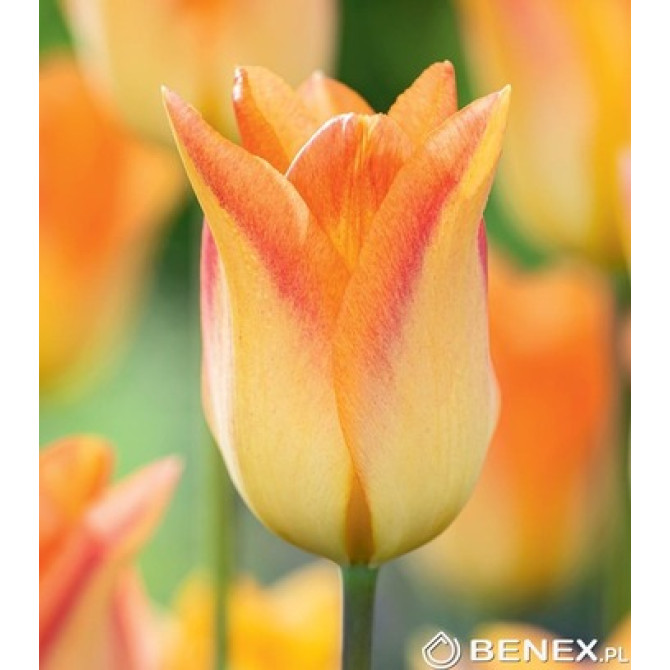 Tulpes lilijziedu Moonblush 11/12 50gab