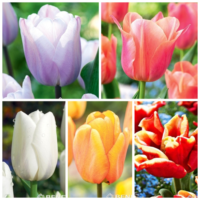 Tulpes Triumph 11 izlase 125gb