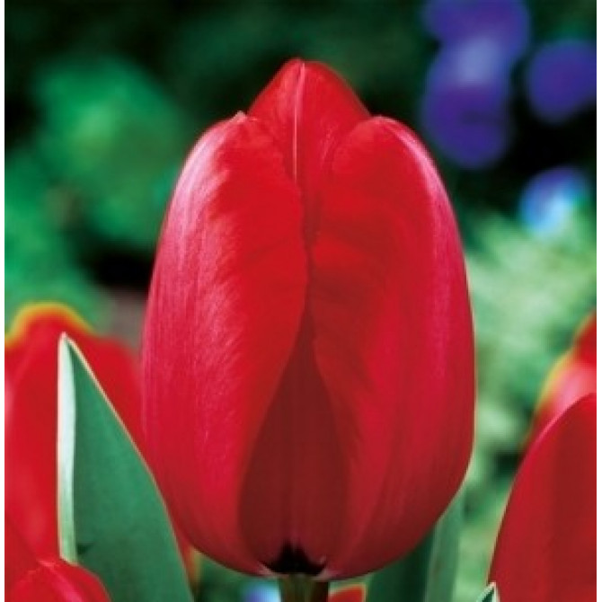 Tulpes Darvina gr. RED IMPRESSION 11/12 50gab