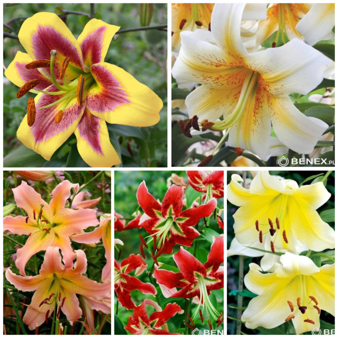 Lilijas kokveida 5 OT hibrīds izlase 16/18 100gb