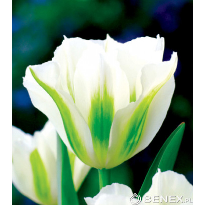 Tulpes zaļziedu SPRING GREEN 11/12 50gab