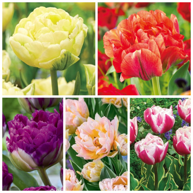 Tulpes pikldītas ’9 izlase 75gb