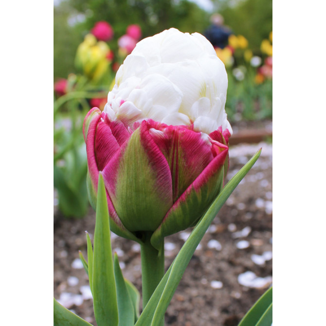 Tulpes ledus tulpes ICE CREAM 11/12 30gab