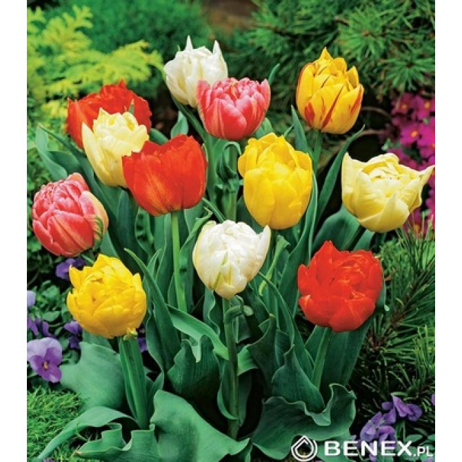 Tulpes pildītas MIX 11/12 50gab