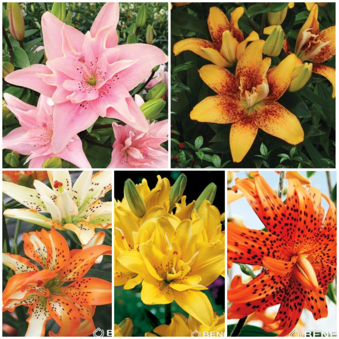Lilijas Āzijas pildītās Izlase 16/18 5šķirnes 50gab