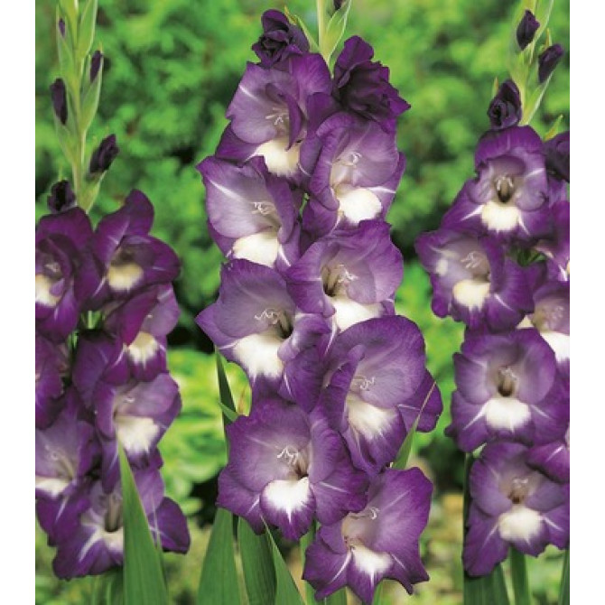 Gladiolas Deep Purple 12/14 60gab