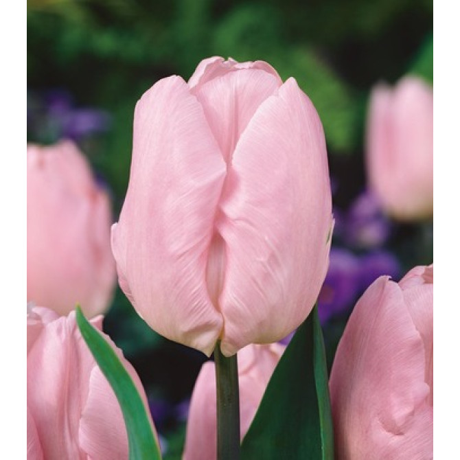 Tulpes trimufa gr. divkrāsu CANDY PRINCE 11/12 50gab
