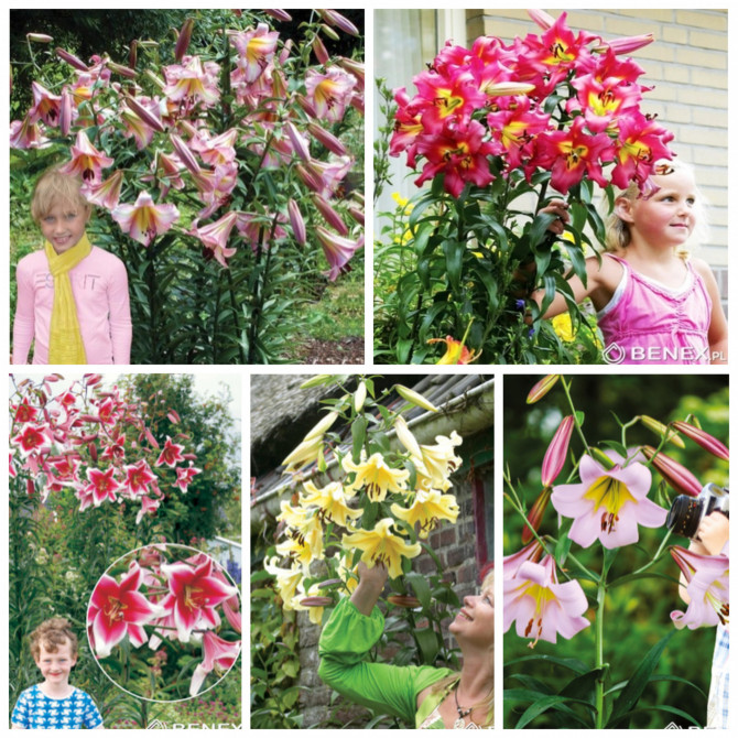 Lilijas OT Izlase Nr.3 16/18, 5šķ. 50gab