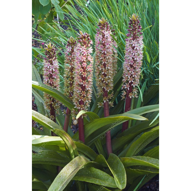 Eikomes Comosa 16/18 10gab