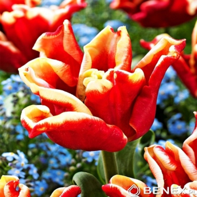 Tulpes Elegant Crown 12/+ 50gab