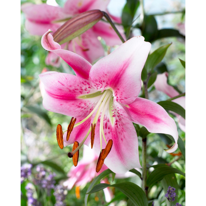 Lilijas OT hibrīds Anastasia 16/18 20gab