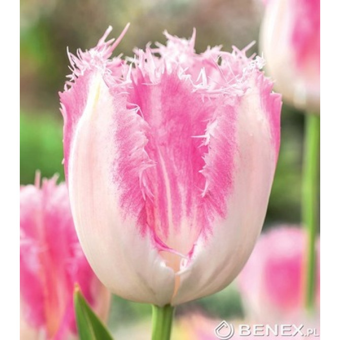 Tulpes Huis Ten Bosh 11/12 30gab