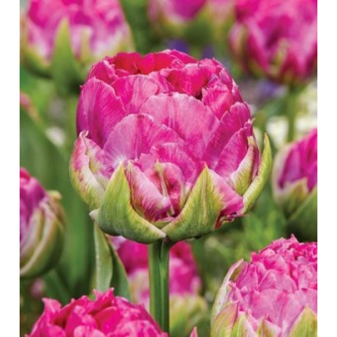 Tulpes Wicked In Pink 11/12 50 gab