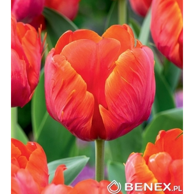 Tulpes Ad Rem Parrot 11/12 30gab