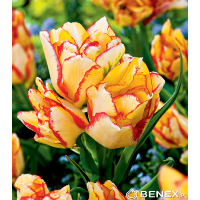 Tulpes daudzziedu AQUILLA 11/12 50gab