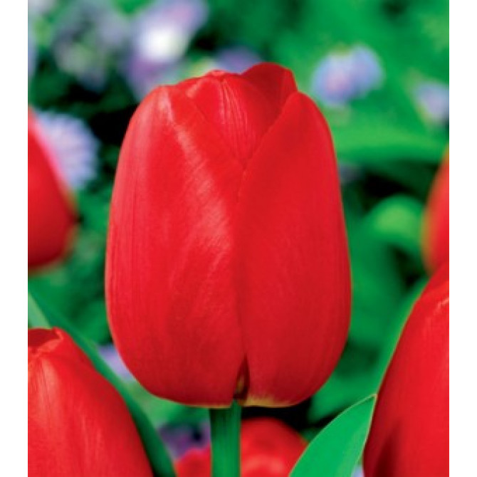 Tulpes Triumph Red 12/+ 50 gab