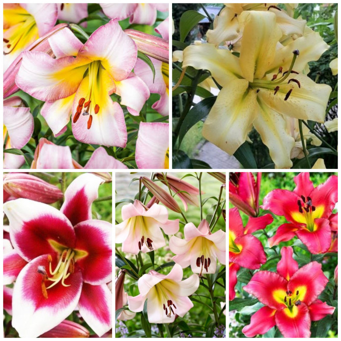 Lilijas OT hibrīds Izlase Nr.3, 5šķirnes 18/20 80gab