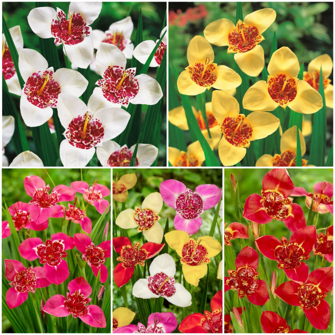 Tigrīdijas Izlase 5/+ 5šķ. 250gab